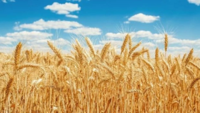 ارتفاع أسعار القمح الأوروبي لأعلى مستوى في أسبوعين