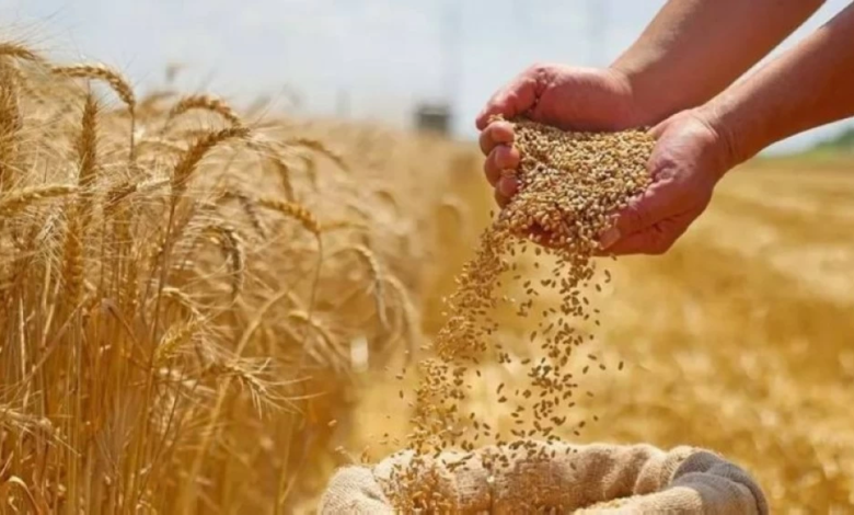 ارتفاع أسعار القمح في أوروبا وتأثير الحرب الروسية الأوكرانية