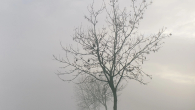 طقس السعودية: ضباب كثيف وتدني الرؤية على 11 منطقة