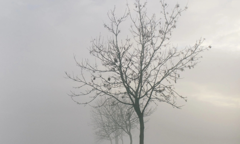 Saudi Arabia weather: Dense fog and reduced visibility in 11 regions