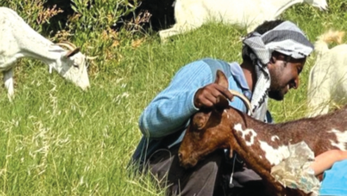 لائحة عمال الزراعة والرعاة الجديدة: حقوق وساعات عمل وإجازات