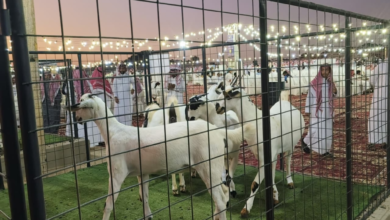ملتقى ملاك الماعز البيشي بمكة: دعم للثروة الحيوانية ورؤية 2030