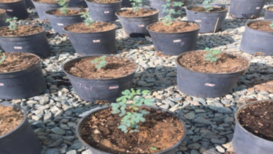 شروط وخطوات إصدار رخصة بيع وتداول البذور والتقاوي إلكترونيًا