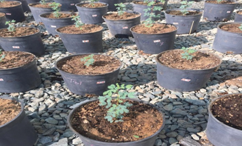 شروط وخطوات إصدار رخصة بيع وتداول البذور والتقاوي إلكترونيًا