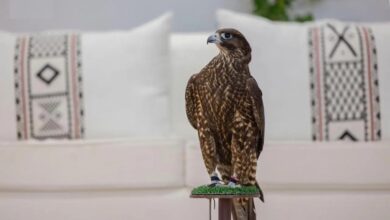 مهرجان الملك عبدالعزيز للصقور 2025: شوط للسيدات وجوائز ضخمة