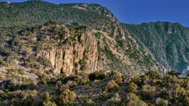 غرامة 2000 ريال لدهس الغطاء النباتي ودخول المحميات بالسعودية