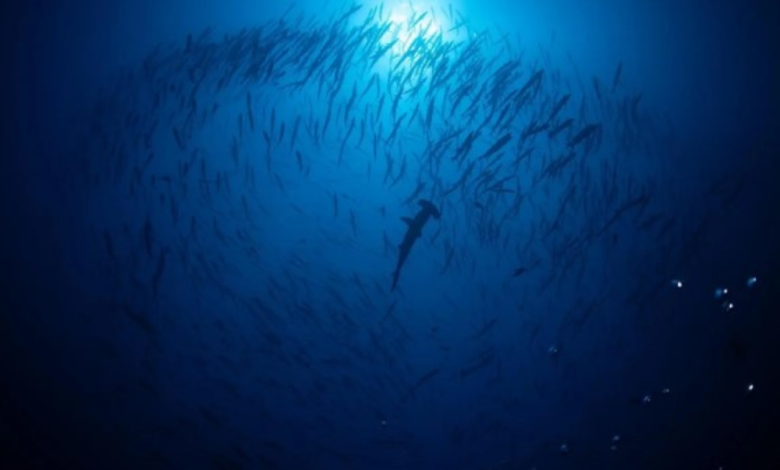 السعودية: أول ترخيص لتجربة الغوص مع أسماك القرش في رأس حاطبة