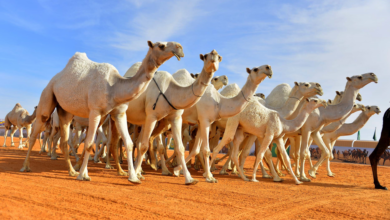 النيابة العامة: عقوبة إهمال الحيوانات وتركها سائبة في السعودية