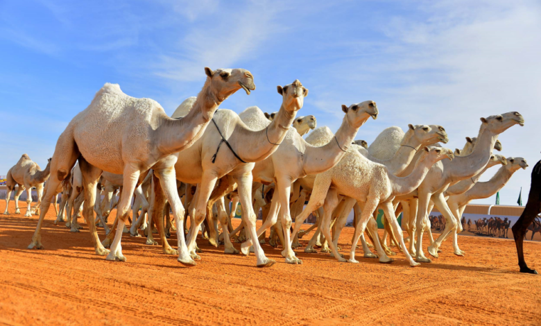 النيابة العامة: عقوبة إهمال الحيوانات وتركها سائبة في السعودية