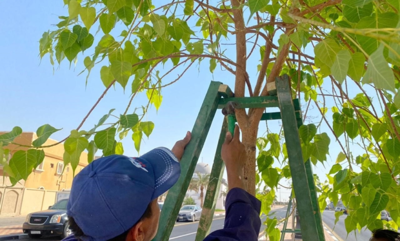 بلدية بقيق تزرع 173 ألف شتلة ضمن مبادرة شرقيتنا خضراء