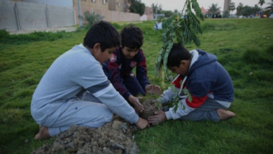 منصة التشجير: خطوة رقمية لزراعة 151 مليون شجرة بالسعودية