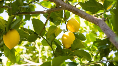 انطلاق موسم الحمضيات في السعودية: إنتاج ضخم يدعم رؤية 2030