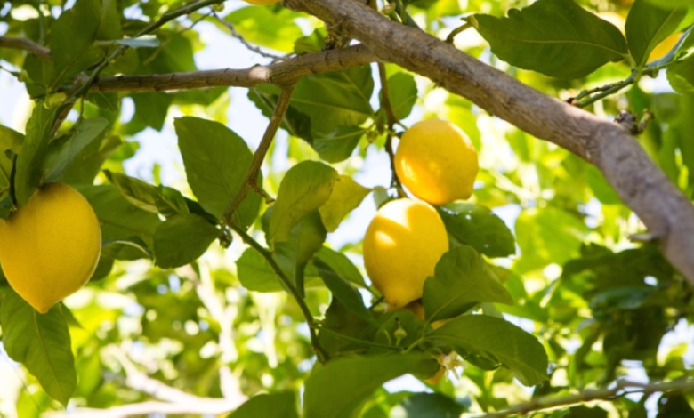 انطلاق موسم الحمضيات في السعودية: إنتاج ضخم يدعم رؤية 2030