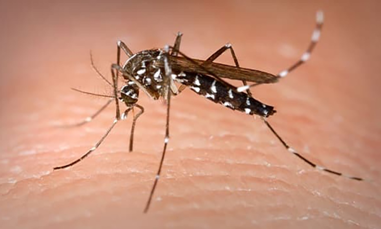 Panama: 25 deaths and 15,000 cases of dengue fever in 2025