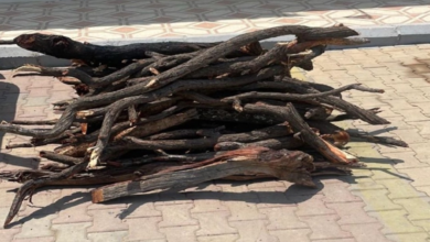 ضبط مخالف بحائل يبيع حطب محلي: جهود حماية البيئة