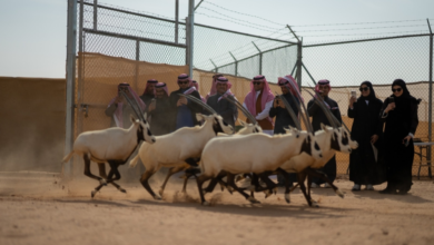 إطلاق 61 كائناً فطرياً في محمية الملك خالد | الحياة الفطرية