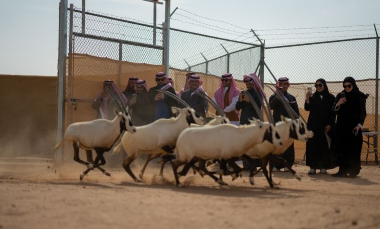 إطلاق 61 كائناً فطرياً في محمية الملك خالد | الحياة الفطرية