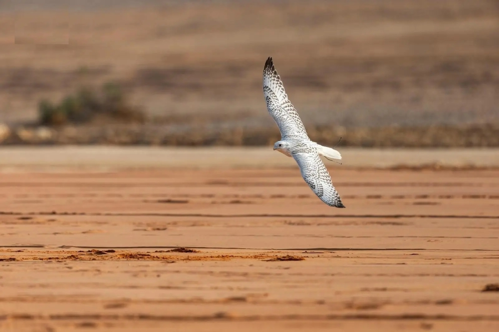 انطلاق مهرجان الملك عبدالعزيز للصقور 2025 - واس