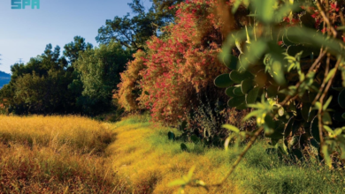 البرنامج الوطني للتشجير: 165 نوعاً نباتياً في عسير