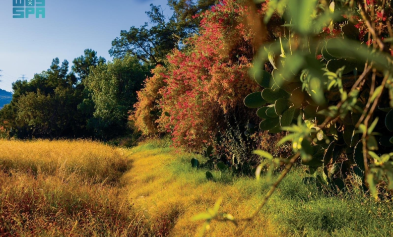 البرنامج الوطني للتشجير: 165 نوعاً نباتياً في عسير