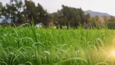 ريف السعودية: نمو 1100% في المحاصيل البعلية ودعم المزارعين