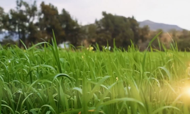 ريف السعودية: نمو 1100% في المحاصيل البعلية ودعم المزارعين