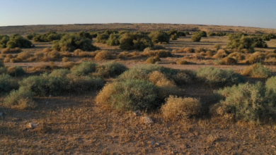 تأهيل 4.7 ملايين هكتار من الفياض والرياض في السعودية