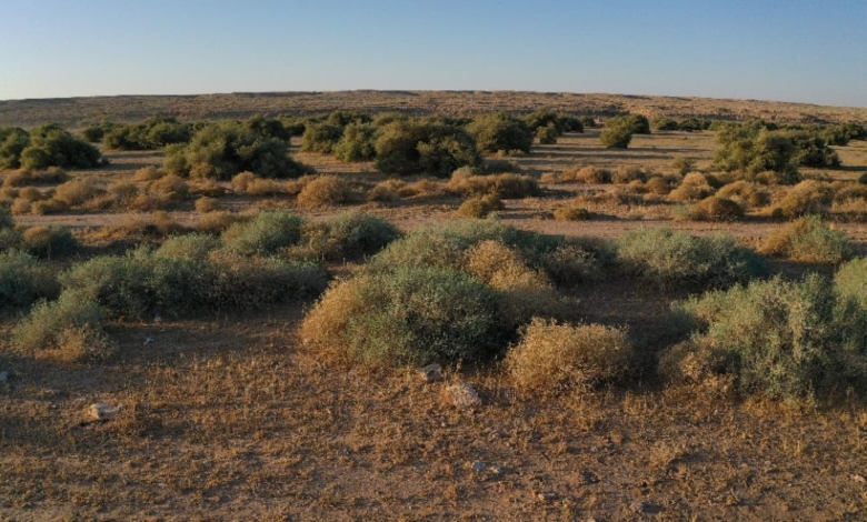 تأهيل 4.7 ملايين هكتار من الفياض والرياض في السعودية