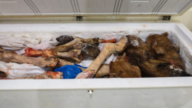 أمانة جدة تتلف 4.5 طن لحوم فاسدة وتغلق مواقع مخالفة