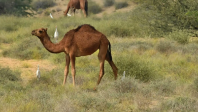 سهول تهامة عسير: وجهة السياحة البيئية وسحر الطبيعة الخلابة