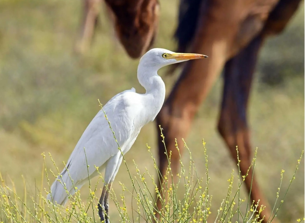 طبيعة تهامة عسير