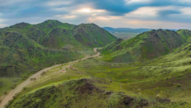 مستقبل الغطاء النباتي بالسعودية وأهمية المانغروف