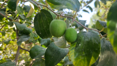 تحذير من خلط المبيدات: نصائح لزراعة منزلية آمنة ومثمرة