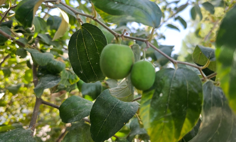 تحذير من خلط المبيدات: نصائح لزراعة منزلية آمنة ومثمرة