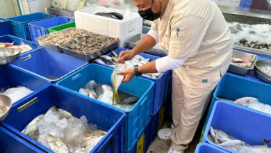 زراعة عسير تضبط 594 كجم أسماك فاسدة في أبها وخميس مشيط