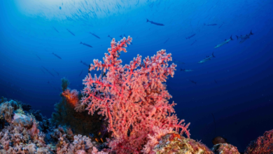 دليل الأنشطة البحرية الموحد.. نقلة نوعية في السياحة الساحلية السعودية