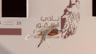 نتائج اليوم السابع لمهرجان الملك عبدالعزيز للصقور 2025