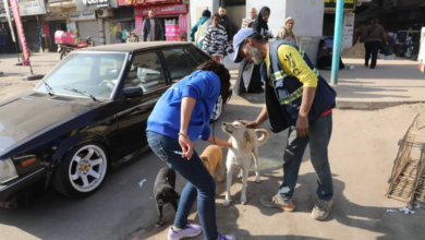 Egyptian campaign to sterilize stray dogs: Scientific solutions to complaints about their spread