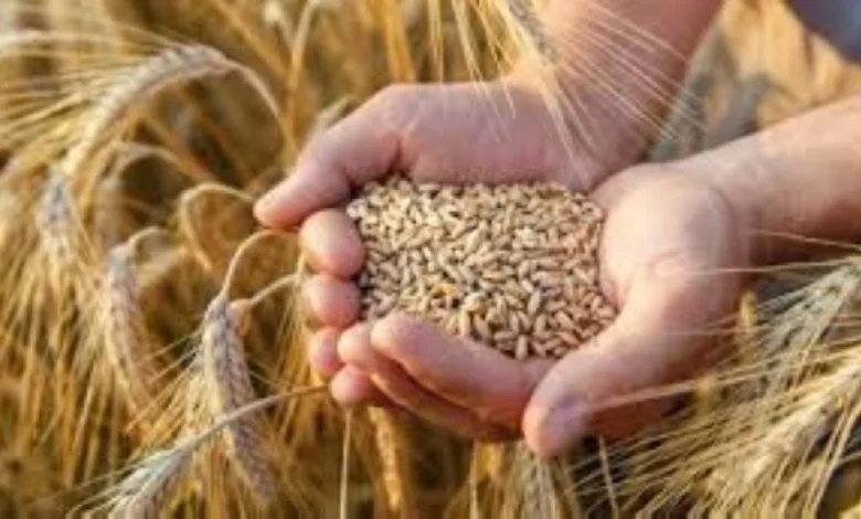 تراجع أسعار القمح الأوروبي 2026 وسط زيادة المعروض العالمي