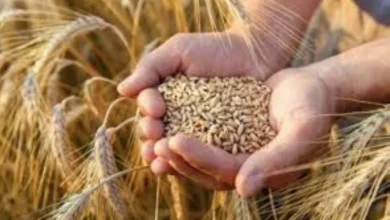 المغرب يمدد دعم استيراد القمح اللين حتى أبريل 2024