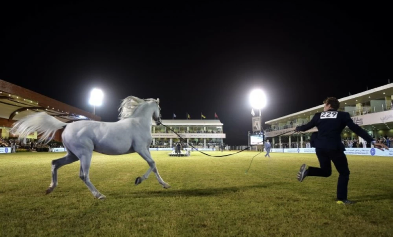 The Prince Sultan International Arabian Horse Festival 2026 kicks off in Riyadh