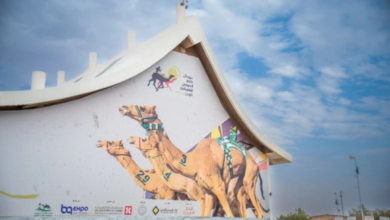 الهجن السعودية: نمو 300% وجوائز مهرجان خادم الحرمين