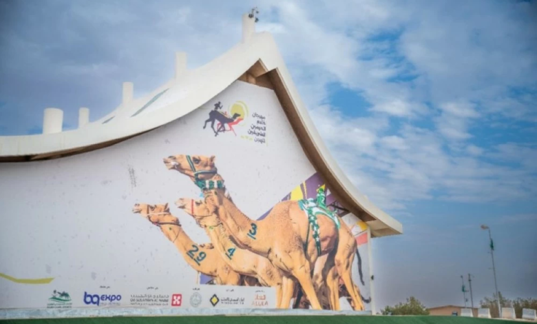 الهجن السعودية: نمو 300% وجوائز مهرجان خادم الحرمين