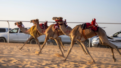 نتائج جائزة الملك عبدالعزيز للهجن: الفائزون في الحيل والزمول