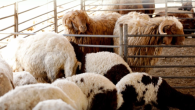 التحسين الوراثي للماشية: فحص 4500 عينة لتعزيز الأمن الغذائي