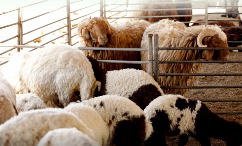 التحسين الوراثي للماشية: فحص 4500 عينة لتعزيز الأمن الغذائي