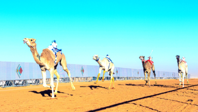 نتائج الفحل المنتج حمر وصفر في مهرجان الملك عبدالعزيز للإبل 10