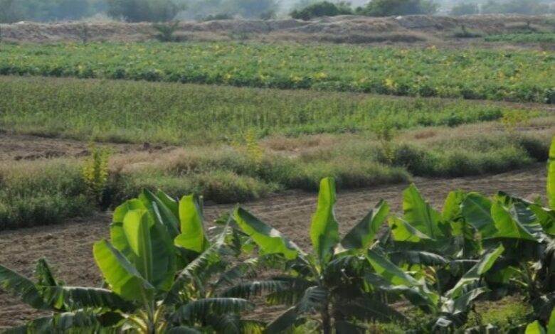 برامج التدريب والإرشاد الزراعي في العلا خلال يناير: التفاصيل