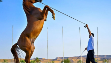 لائحة مركز الملك عبد العزيز للخيل العربية: حماية السلالة وتنظيم البيع
