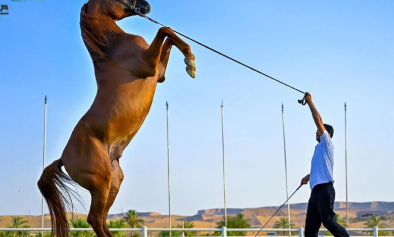 لائحة مركز الملك عبد العزيز للخيل العربية: حماية السلالة وتنظيم البيع